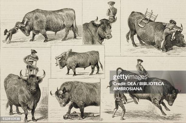 The matador Ortega and the bull Ligero at the Westminster Aquarium, United Kingdom, illustration from the magazine The Graphic, volume XIX, no 499,...