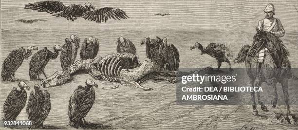 Vultures around a carcass, Second Anglo-Afghan war, illustration from the magazine The Graphic, volume XIX, no 485, March 15, 1879.