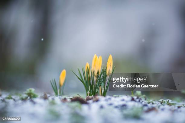 Flowers are pictured during snowfall on March 16, 2018 in Berlin, Germany.