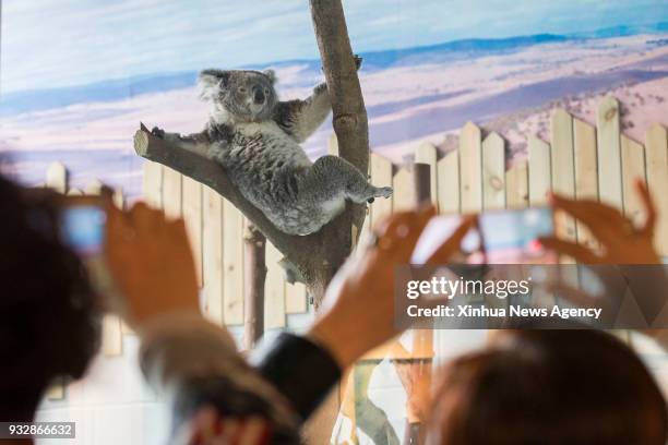 March 15, 2018 -- A koala meets the public at the Hongshan Forest Zoo in Nanjing, capital of east China's Jiangsu Province, March 15, 2018. There are...