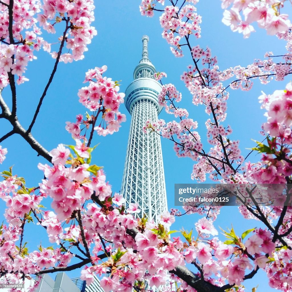 Skytree and cherry blossom in tokyo, Japan