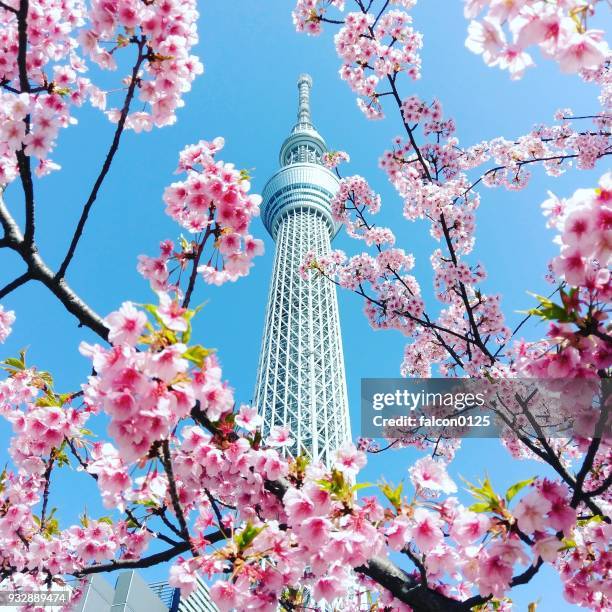 skytree and cherry blossom in tokyo, japan - tokyo skytree - fotografias e filmes do acervo