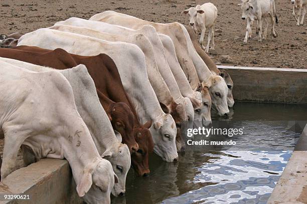 row of young cattle drinking water in isiolo, kenya - cattle stock pictures, royalty-free photos & images