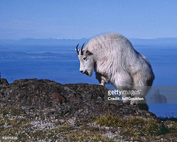 mountain goat klettern auf felsen - schneeziege stock-fotos und bilder