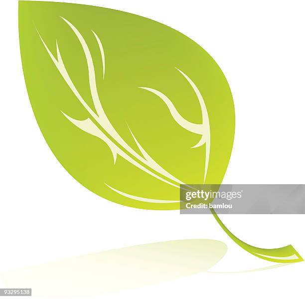 leaf - mint leaf stock illustrations