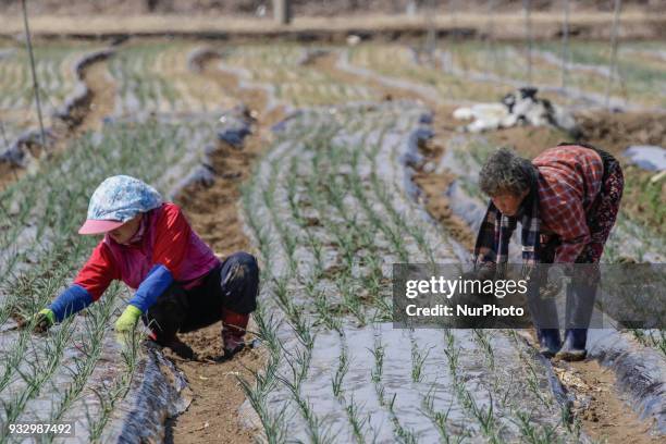 Farmers seed potatoes and Spring Onion with a farm machinery at the field in Hamchang, south of Seoul Gyeongbuk Province, South Korea, on 17 March...