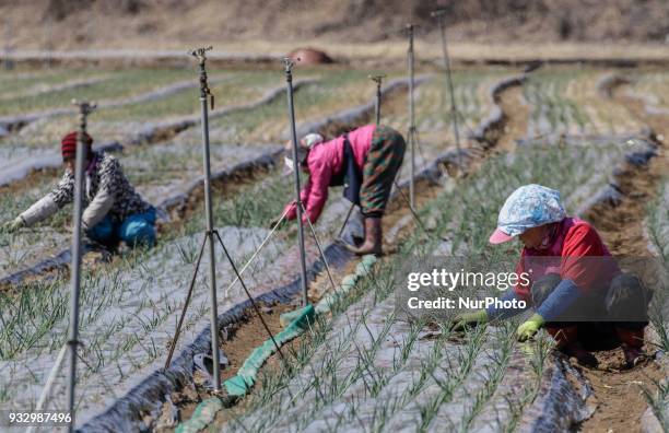 Farmers seed potatoes and Spring Onion with a farm machinery at the field in Hamchang, south of Seoul Gyeongbuk Province, South Korea, on 17 March...