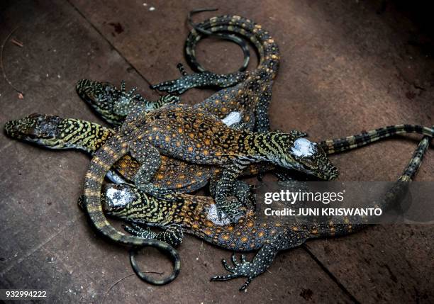 Four-day-old Komodo dradon babies are see in their cage in Surabaya zoo, East Java province, on March 17, 2018. Komodo dragons are only found on...