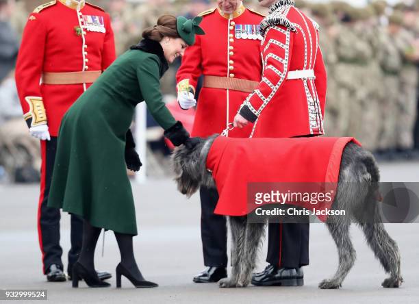 Catherine, Duchess of Cambridge attaches a sprig of shamrock to the regimental mascot, the Irish wolfhound 'Donal' during the annual Irish Guards St...