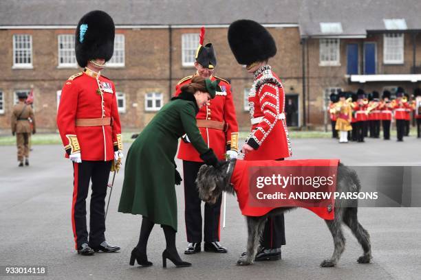 Britain's Catherine, Duchess of Cambridge strokes an Irish Wolfhound as she attends the St. Patrick's Day Parade with the 1st Battalion Irish Guards...