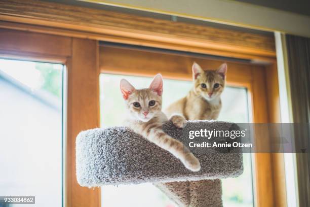 cats in cat tree - perch imagens e fotografias de stock