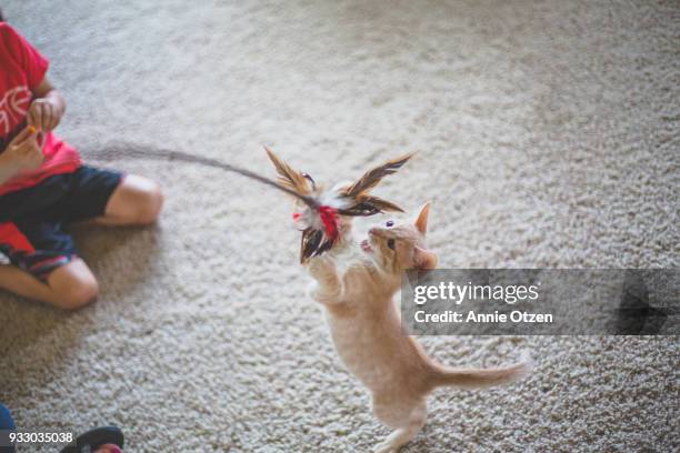 cat playing with cat toy - cat toy stock pictures, royalty-free photos & images