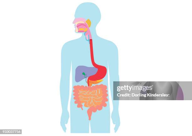 ilustraciones, imágenes clip art, dibujos animados e iconos de stock de digestive system - intestino-grueso