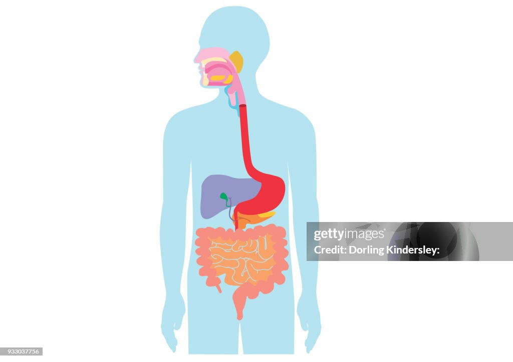 Digestive system
