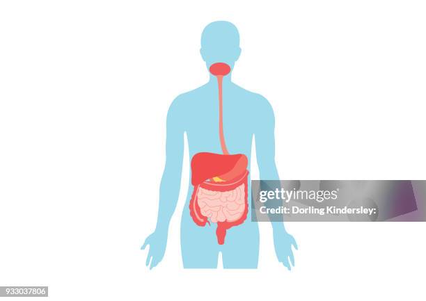 ilustrações, clipart, desenhos animados e ícones de digestive system - intestino delgado