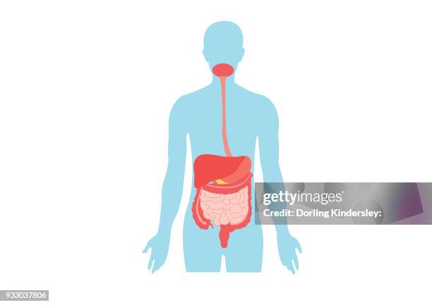 bildbanksillustrationer, clip art samt tecknat material och ikoner med digestive system - människotunntarm