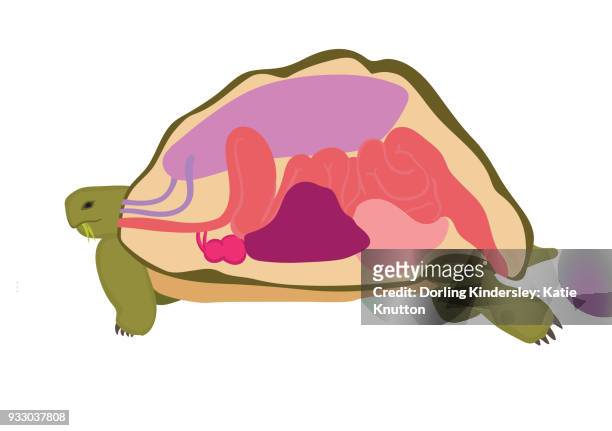 stockillustraties, clipart, cartoons en iconen met artwork of the inside organs of a tortoise - animal digestive system