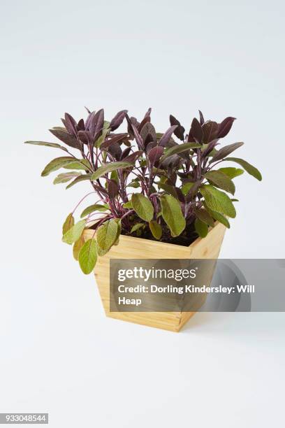purple sage, salvia offinalis purpurascens in wooden pot white background - salvia officinalis purpurascens stock pictures, royalty-free photos & images