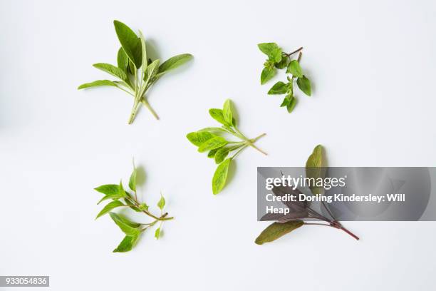 different varieties of sage sprigs on white background - salvia officinalis purpurascens stock pictures, royalty-free photos & images