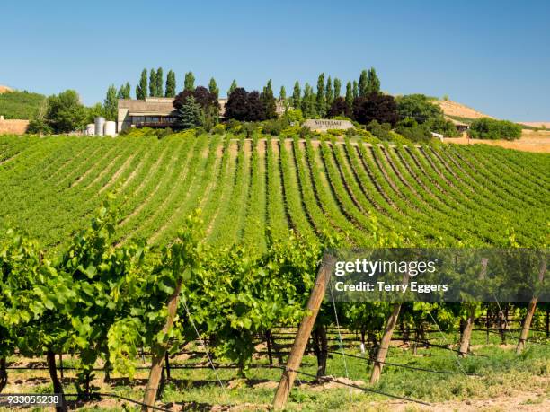 vineyards with with long rows - walla walla stockfoto's en -beelden