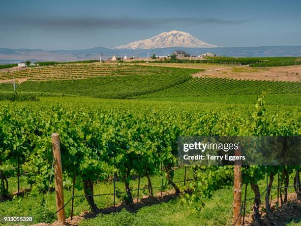 vineyards with mt. adams in back ground - walla walla stockfoto's en -beelden