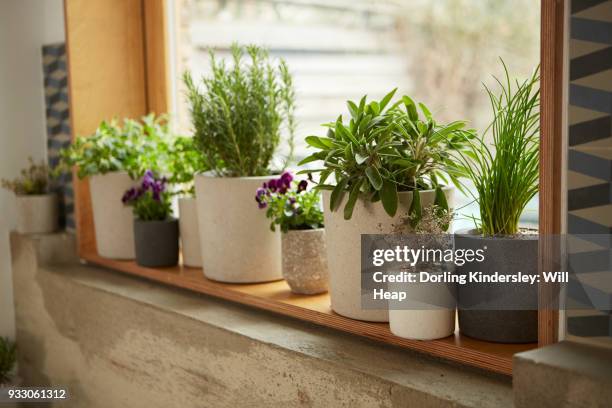 herbs in concrete sleeve pots on windowsill - ledge stock pictures, royalty-free photos & images