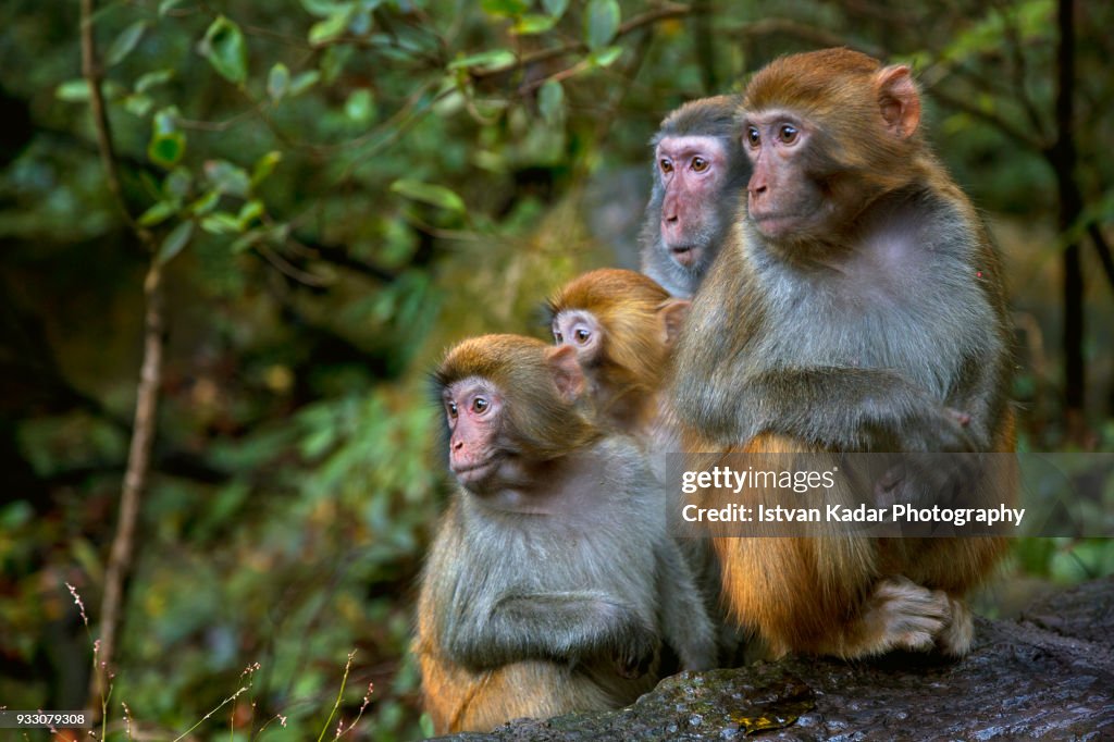 Rhesus Macaque Monkeys (Macaca mulatta), Zhangjiajie National Forest Park, China