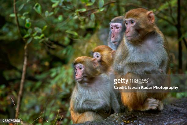 rhesus macaque monkeys (macaca mulatta), zhangjiajie national forest park, china - macaque stock pictures, royalty-free photos & images