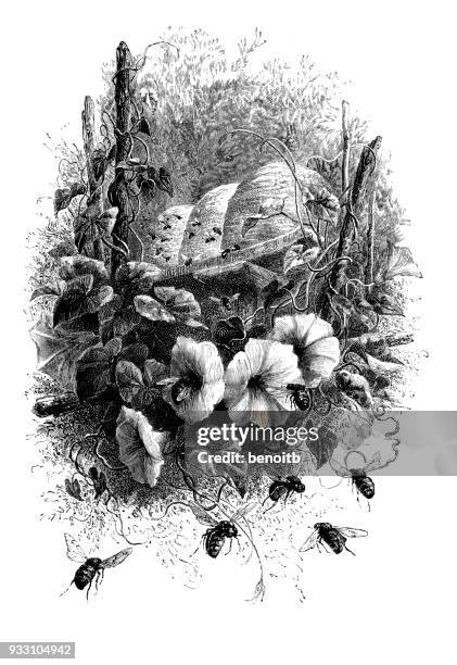 busy bees - bees pollinating stock illustrations