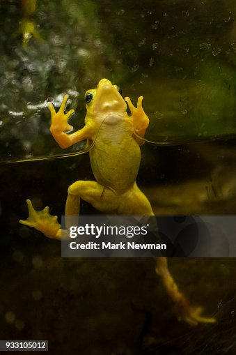 Variable Harlequin Frog Variable Harlequin Frog