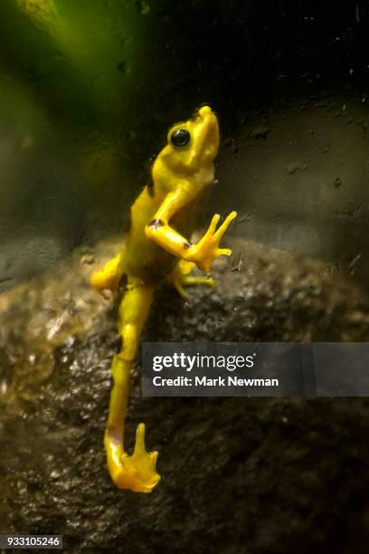 variable harlequin frog - arlequim - fotografias e filmes do acervo