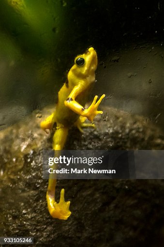 Variable Harlequin Frog Variable Harlequin Frog