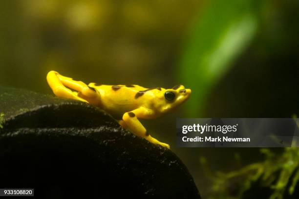 variable harlequin frog - harlequin fotografías e imágenes de stock