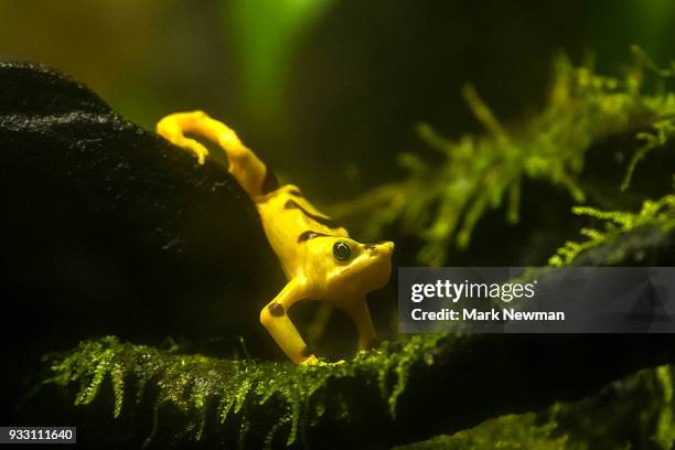 variable harlequin frog - arlequim - fotografias e filmes do acervo