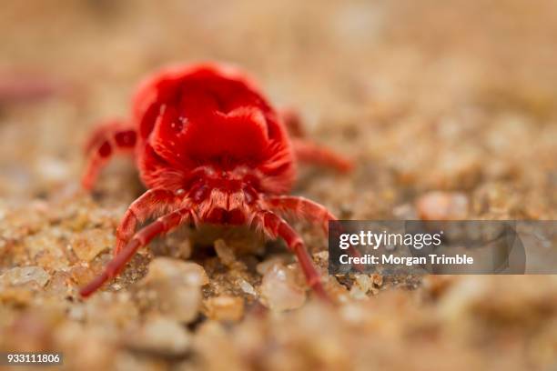 close up of red velvet mite, dinothrombium spp, private game farm, limpopo province, south africa - spp stock pictures, royalty-free photos & images
