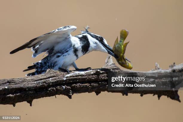 pied kingfisher kills fish on a branch to eat - pilansberg nature reserve south africa - white perch fish stock pictures, royalty-free photos & images