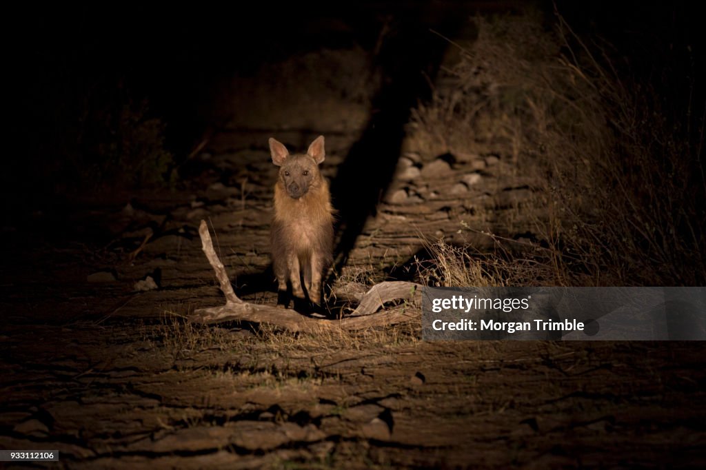 Brown Hyena, Hyaena brunnea, viewed with spotlights on a night game drive, Madikwe Game Reserve, North West Province, South Africa