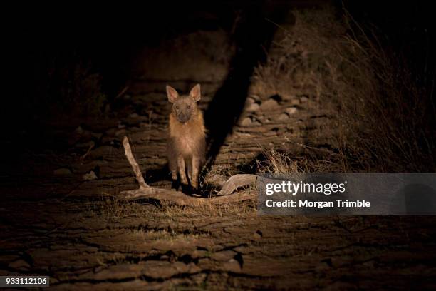 brown hyena, hyaena brunnea, viewed with spotlights on a night game drive, madikwe game reserve, north west province, south africa - madikwe game reserve stock pictures, royalty-free photos & images