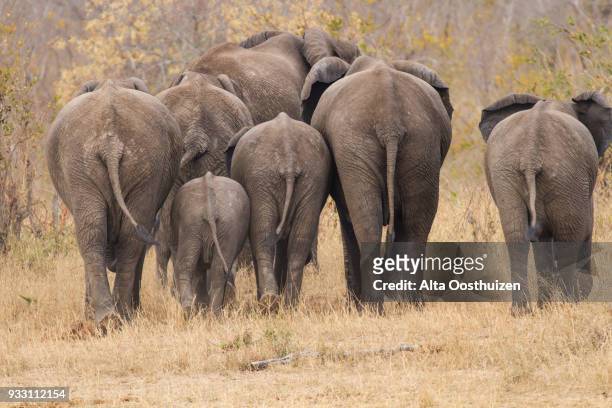 breeding herd of rear end elephant walking away into the trees - kruger national park, south africa - big bums fotografías e imágenes de stock