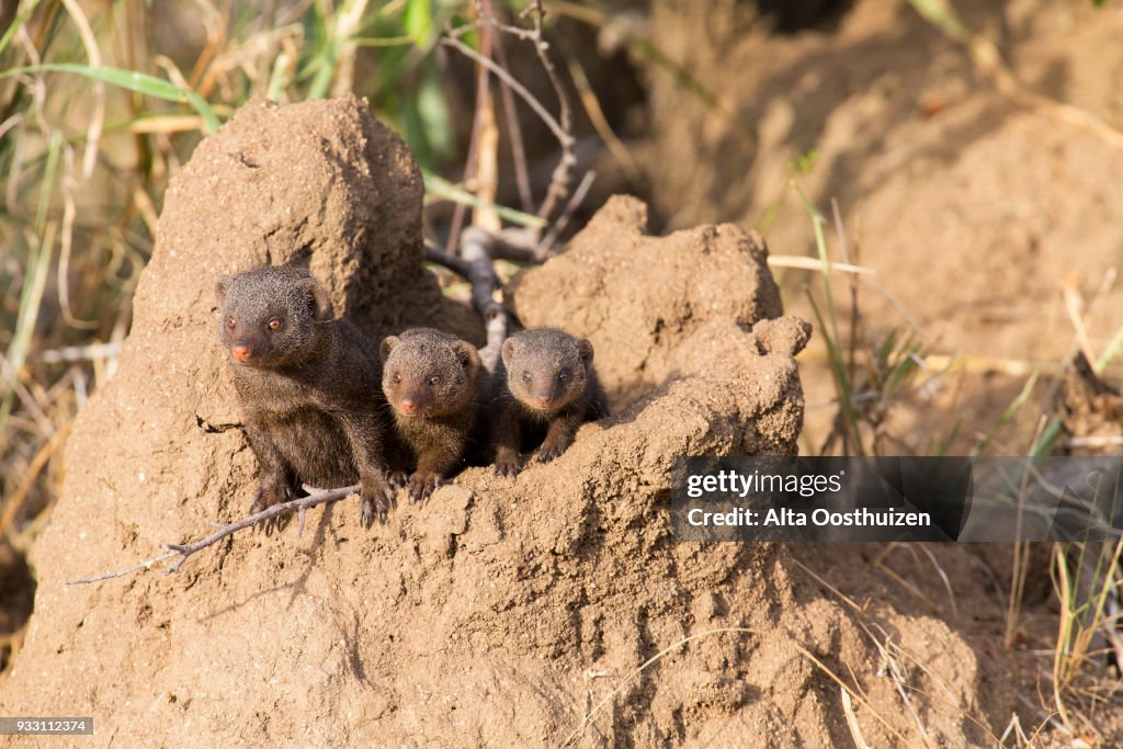 Dwarf mongoose family enjoy the safety of their burrow - Timbavati Nature Reserve South Africa