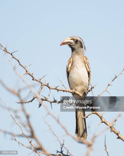 african grey hornbill, tockus nasutus, kruger national park, south africa. - african grey hornbill stock pictures, royalty-free photos & images