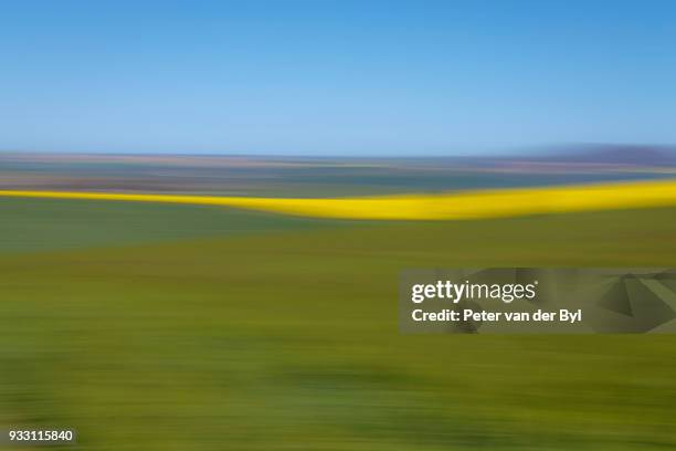 an artistic expression of canola and wheat fields in the early spring with the bold yellow colors of canola offset by the emerald green of the wheat, swellendam, western cape province, south africa - swellendam stock pictures, royalty-free photos & images