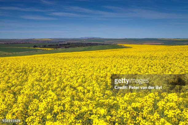 canola and wheat fields in the early spring with the bold yellow colors of canola offset by the emerald green of the wheat, swellendam, western cape province, south africa - swellendam stock pictures, royalty-free photos & images