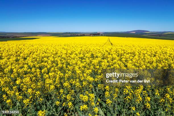 canola and wheat fields in the early spring with the bold yellow colors of canola offset by the emerald green of the wheat, swellendam, western cape province, south africa - swellendam stock pictures, royalty-free photos & images