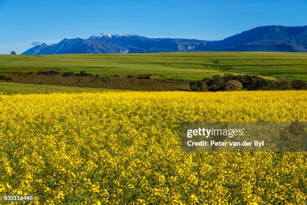 canola and wheat fields in the early spring with the bold yellow colors of canola offset by the emerald green of the wheat against the backdrop of the snow capped langeberg mountains, swellendam, western cape province, south africa - swellendam stock pictures, royalty-free photos & images