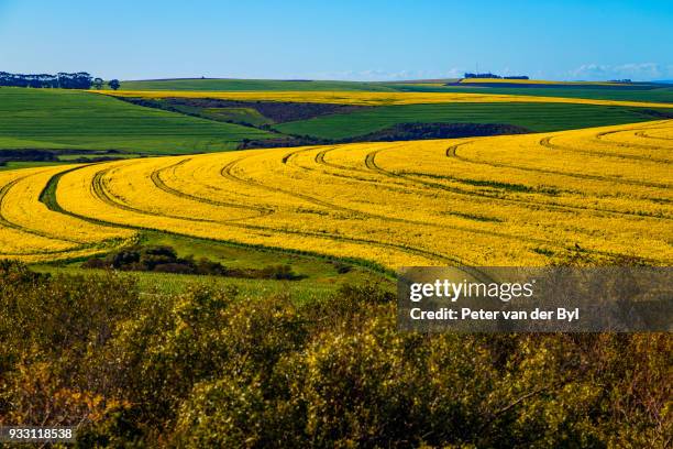 canola and wheat fields in the early spring with the bold yellow colors of canola offset by the emerald green of the wheat, swellendam, western cape province, south africa - swellendam stock pictures, royalty-free photos & images