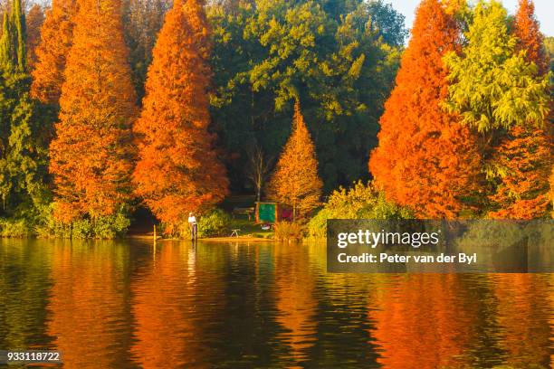 a lonely fisherman in the reflections of autumn colours of the trees at the emerentia dam , johannesburg, gauteng province, south africa - gauteng province fotografías e imágenes de stock