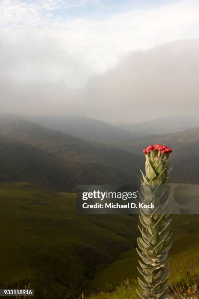 strawberry everlasting (syncarpha eximia) on the koumashoek hiking trail, looking south through the outeniqua mountains towards mossel bay, western cape - mossel bay stock pictures, royalty-free photos & images