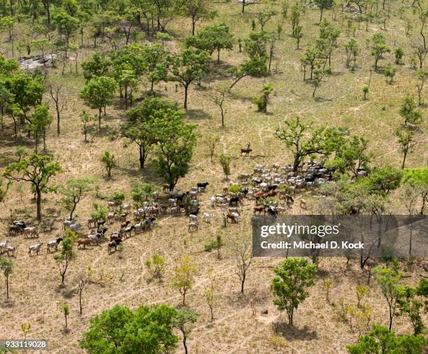 aerial view of fulani cattle herd illegally grazing in hunting block 20, benoue, northern cameroon - michael futa stock pictures, royalty-free photos & images