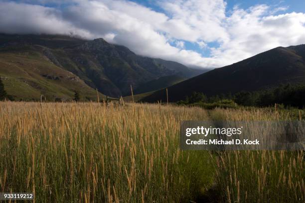 hiking trail through grass heading towards the bushmanskloof trail in greyton, riviersonderend mountains, overberg, western cape - overberg stock pictures, royalty-free photos & images